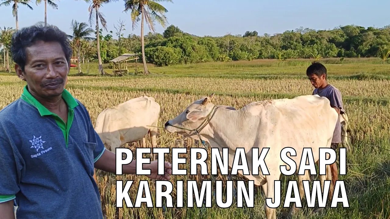 
                                 Peternak-Sapi-Karimun-Jawa